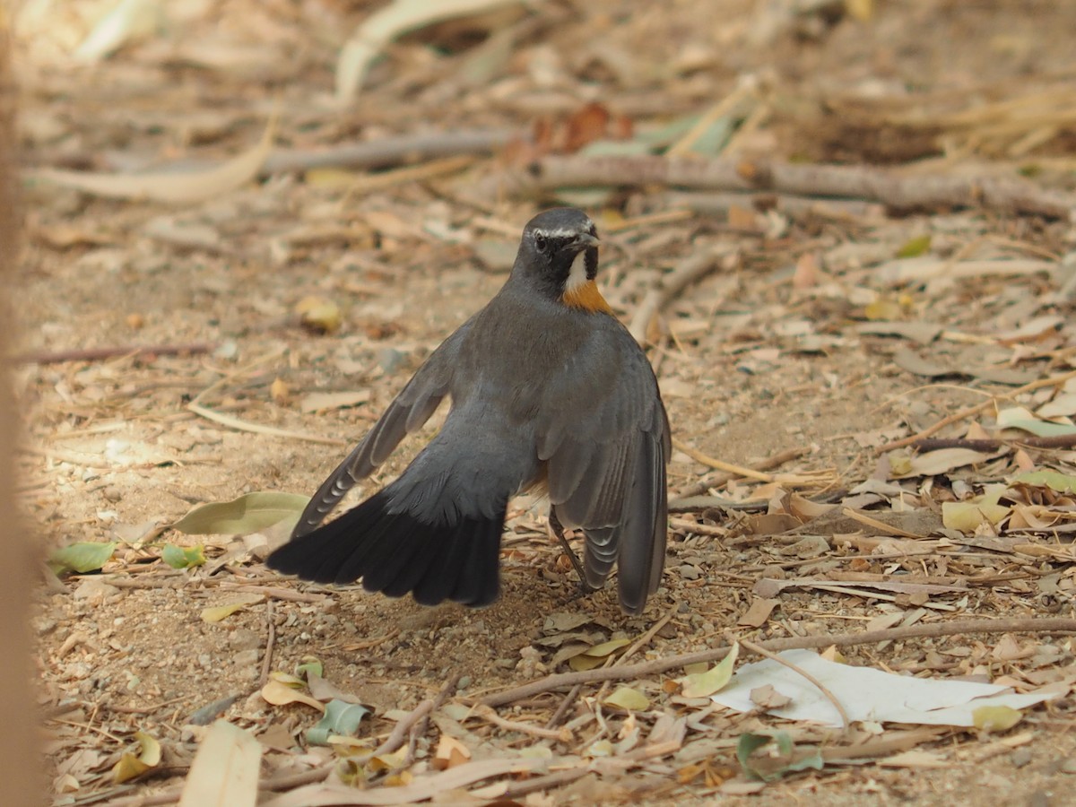 White-throated Robin - ML639705336