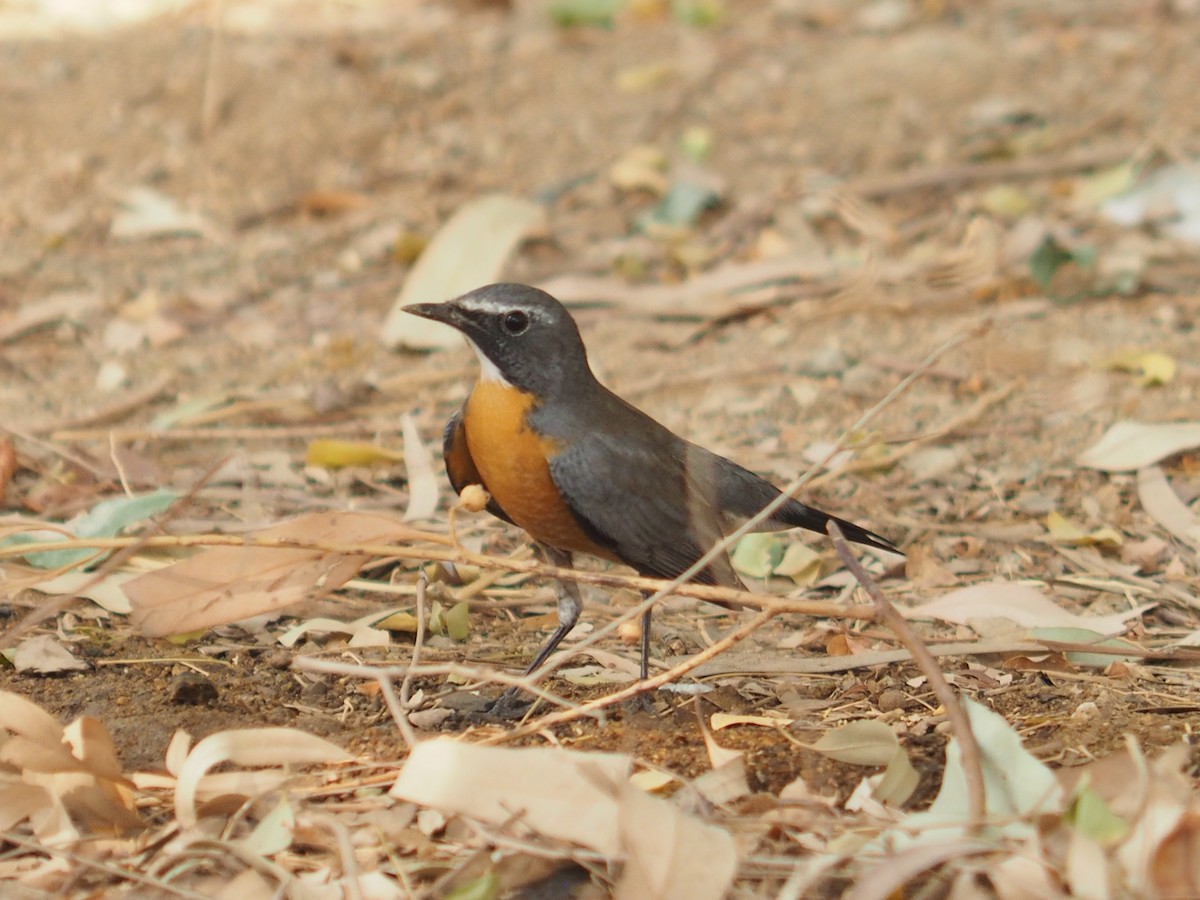White-throated Robin - ML639705344