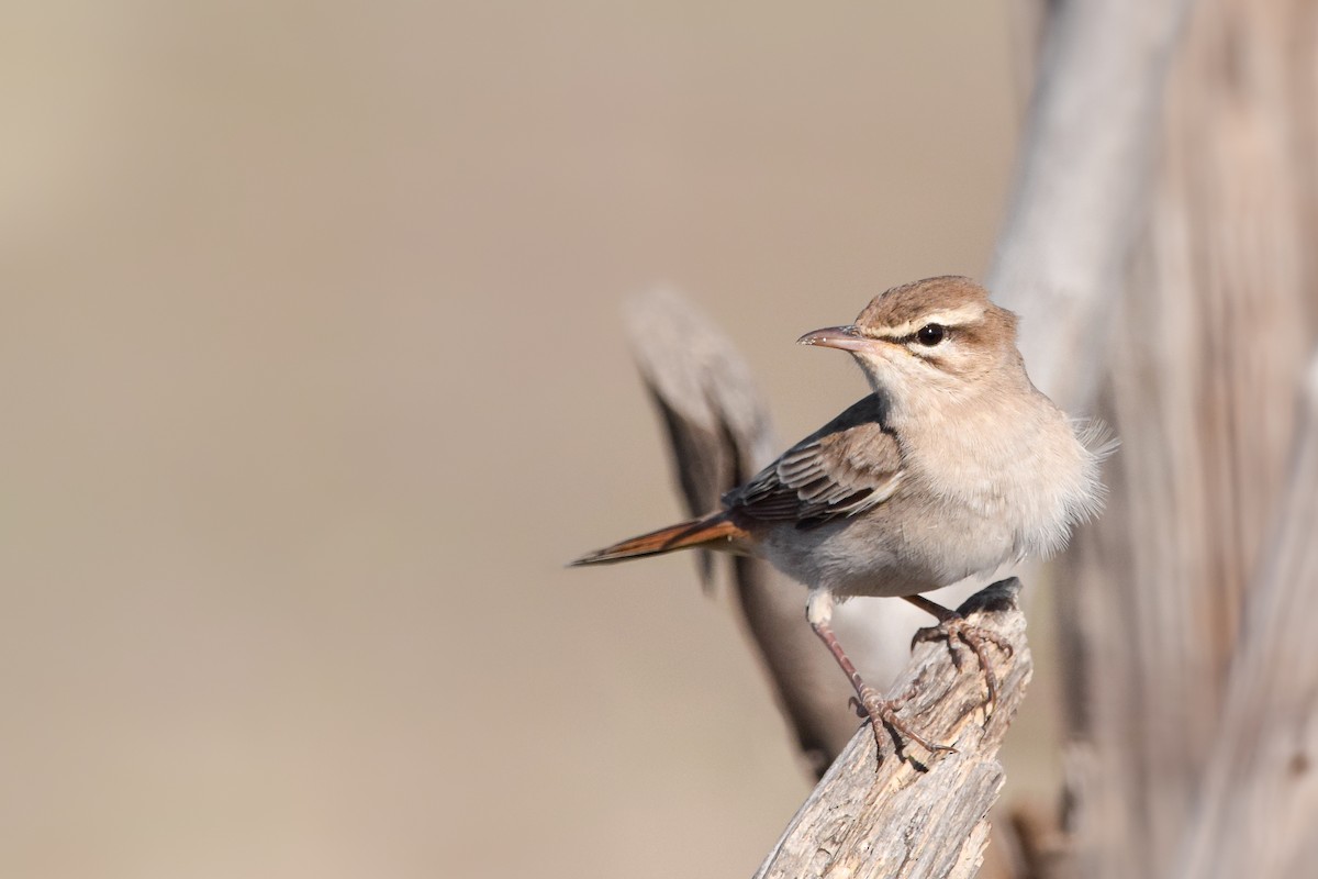 Rufous-tailed Scrub-Robin - ML639705346