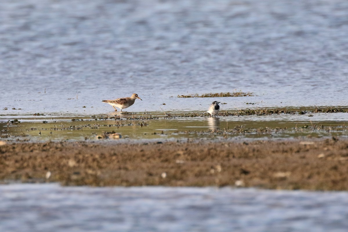 Pectoral Sandpiper - ML639705349