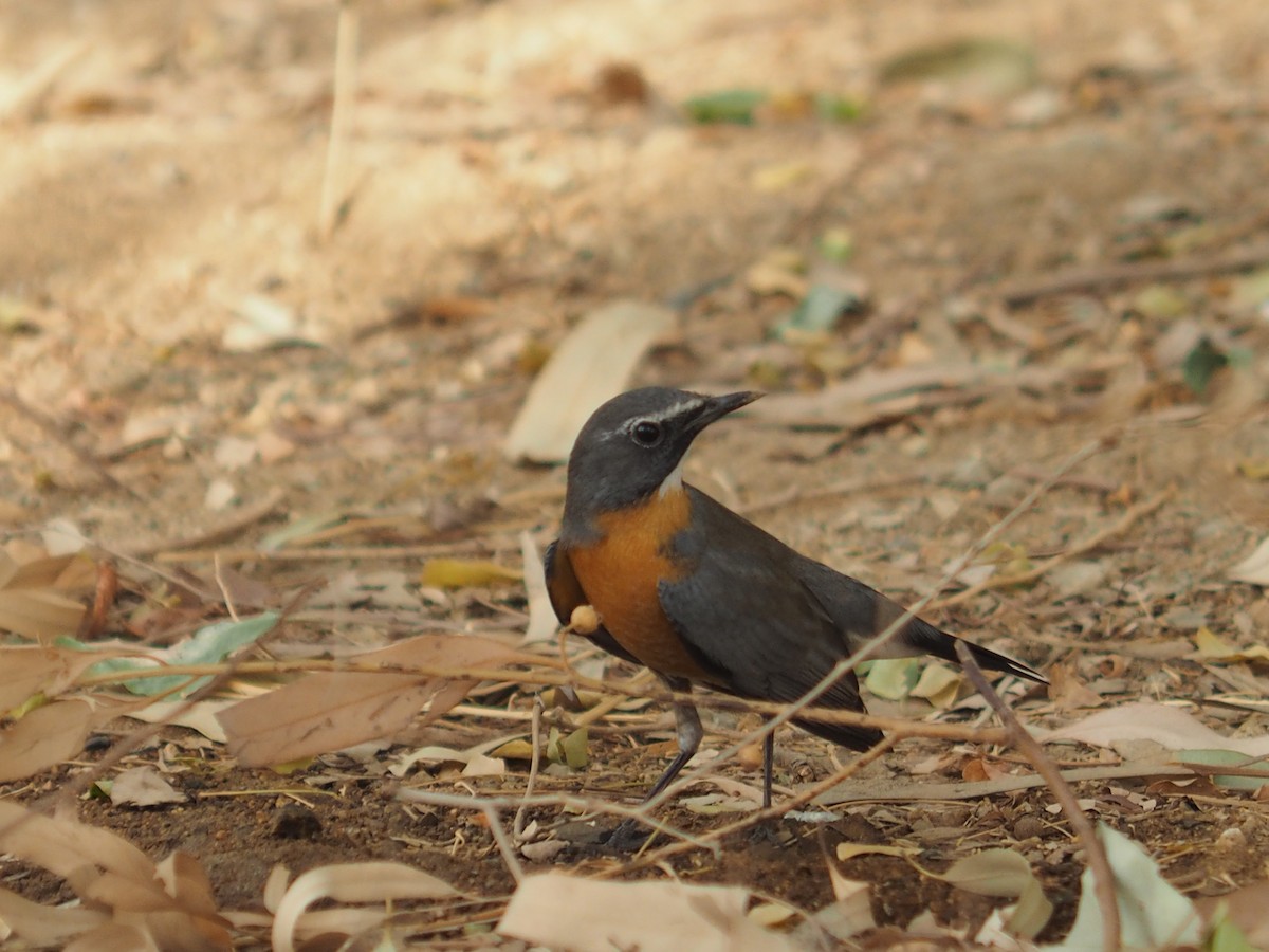 White-throated Robin - ML639705356