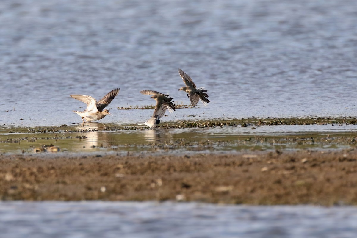 Pectoral Sandpiper - ML639705368