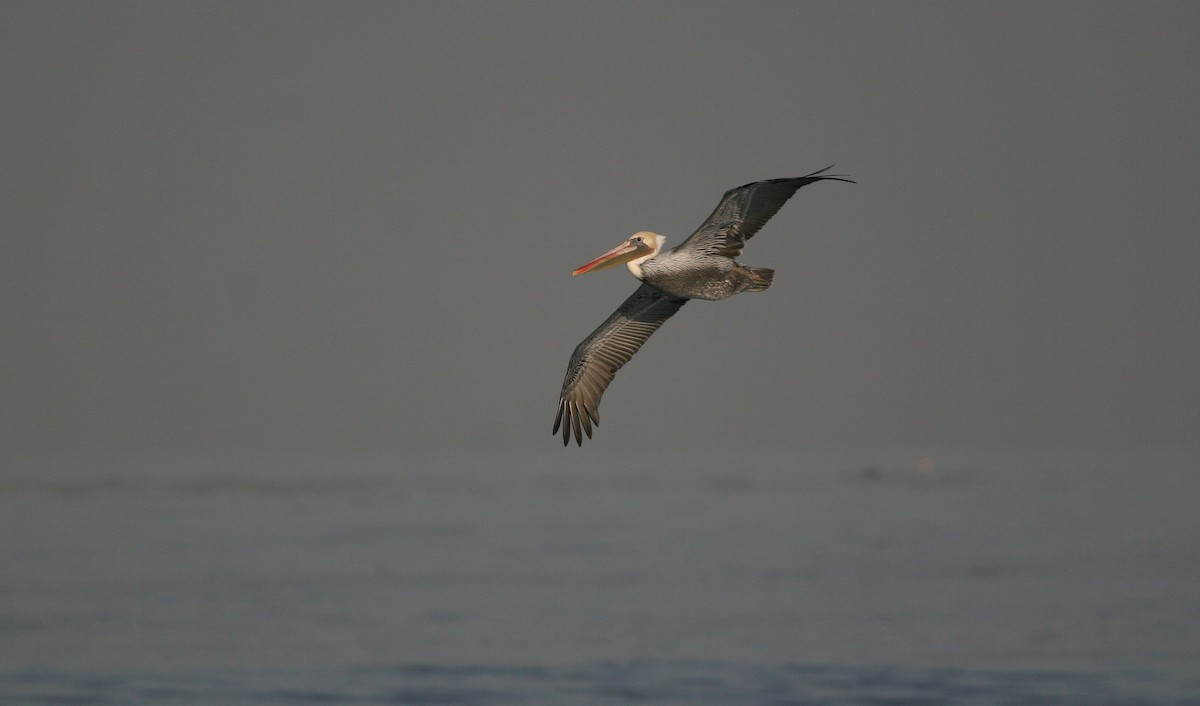 Brown Pelican - ML639705373