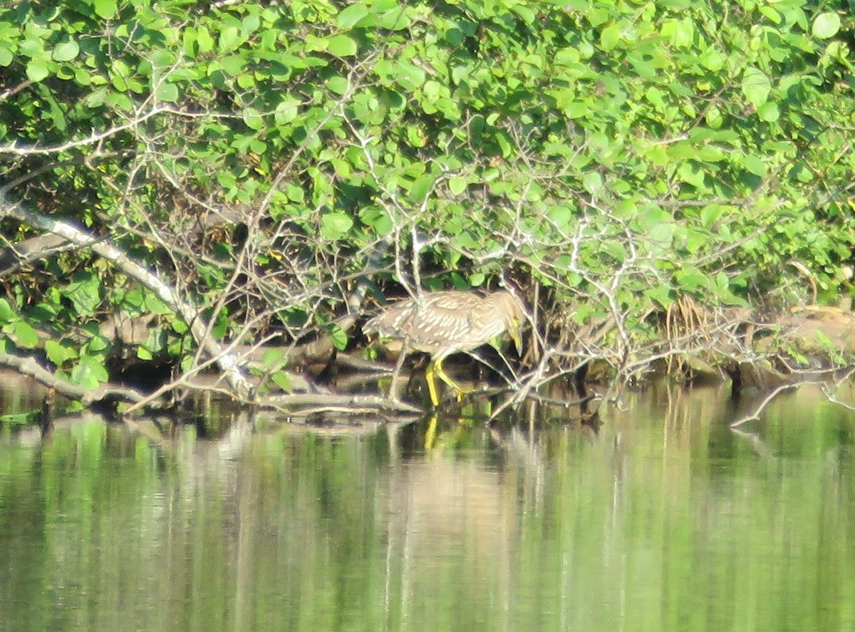 Black-crowned Night Heron - ML639705376