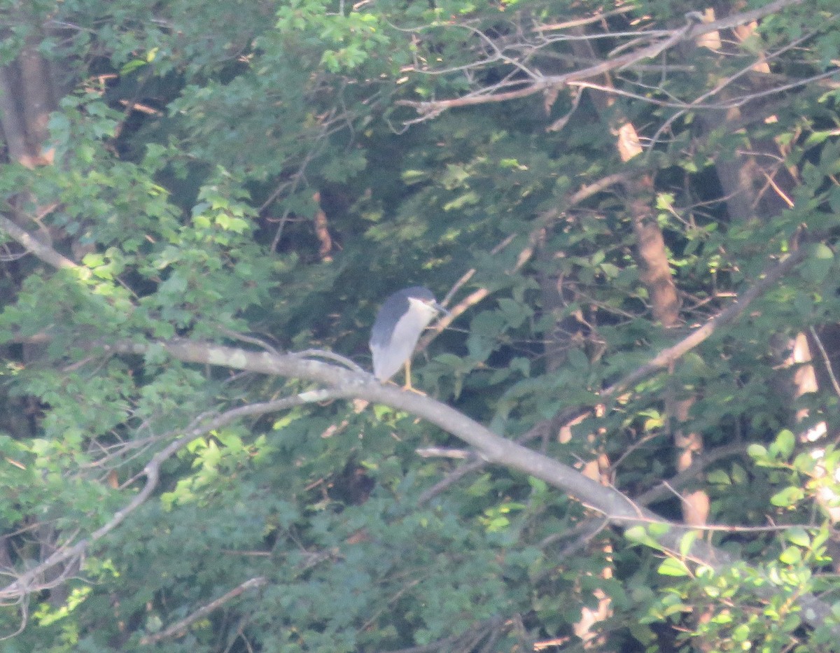 Black-crowned Night Heron - ML639705377