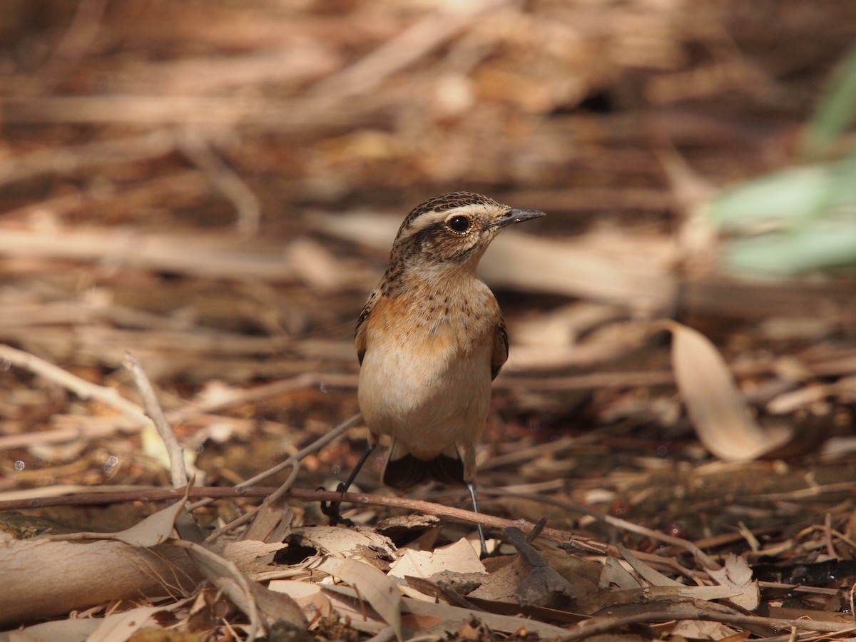 Whinchat - ML639705384