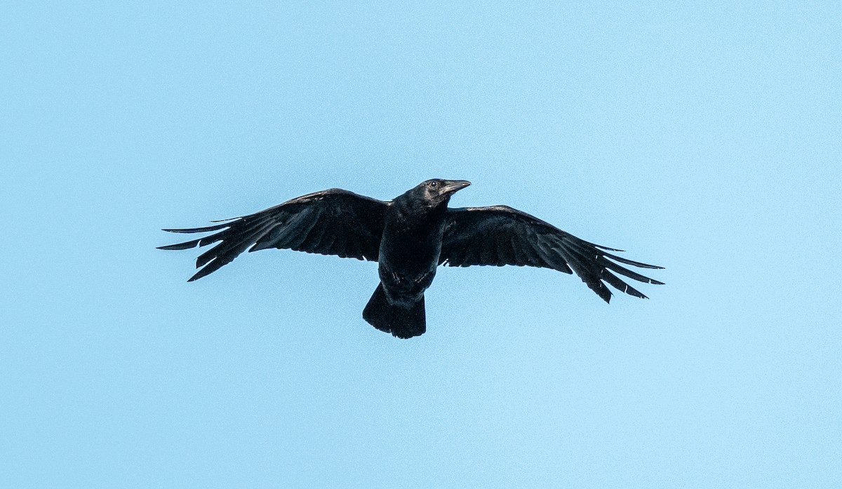 crow sp. - ML639705404
