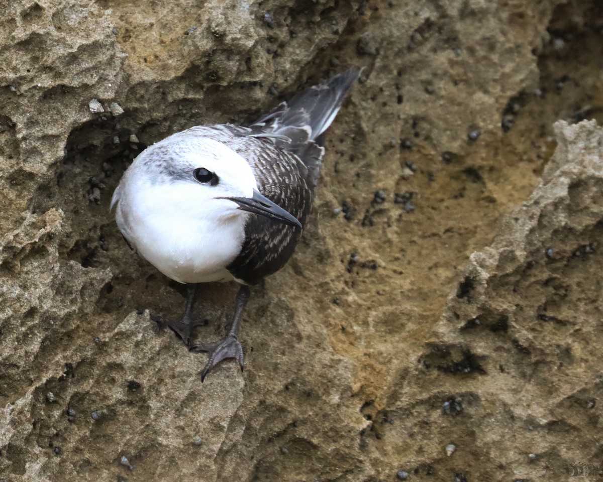 Bridled Tern - ML639705428