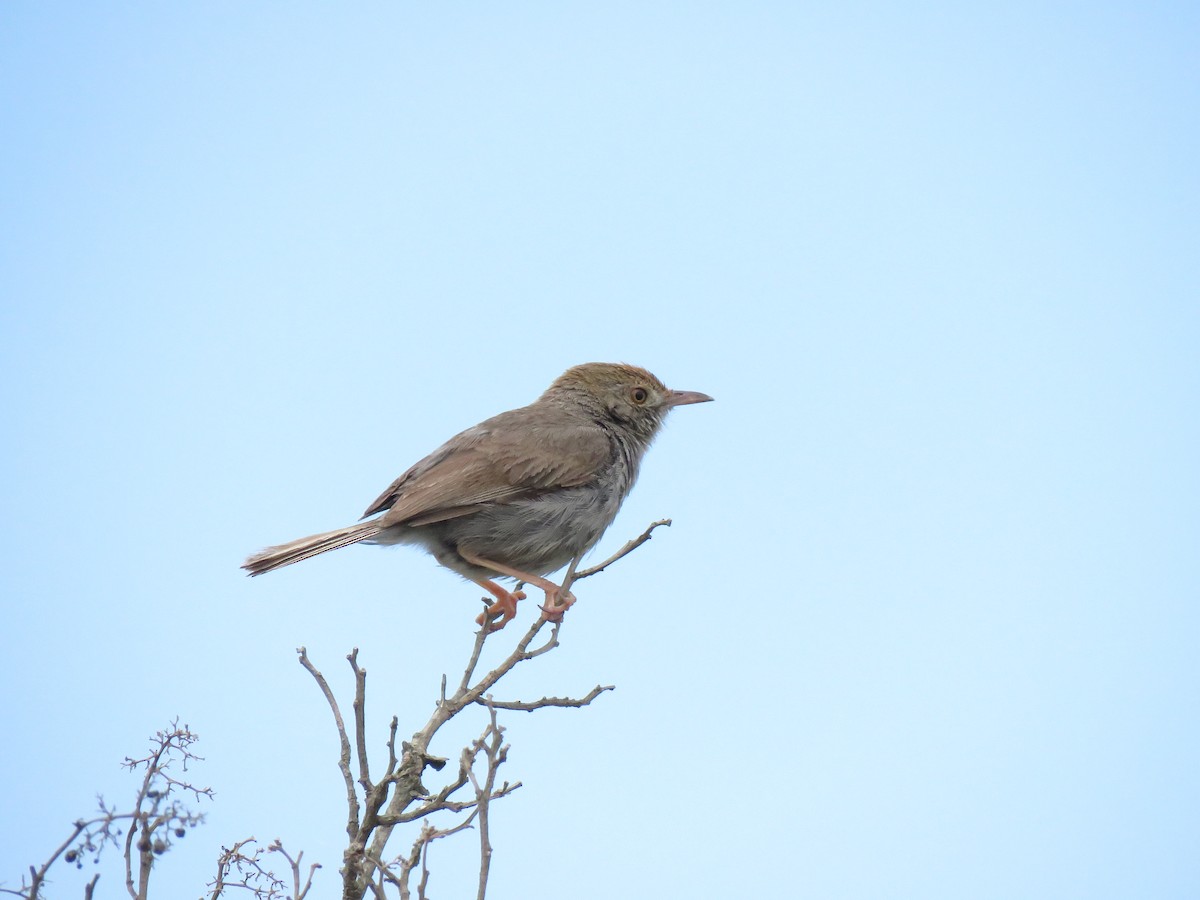 Piping Cisticola - ML639705434