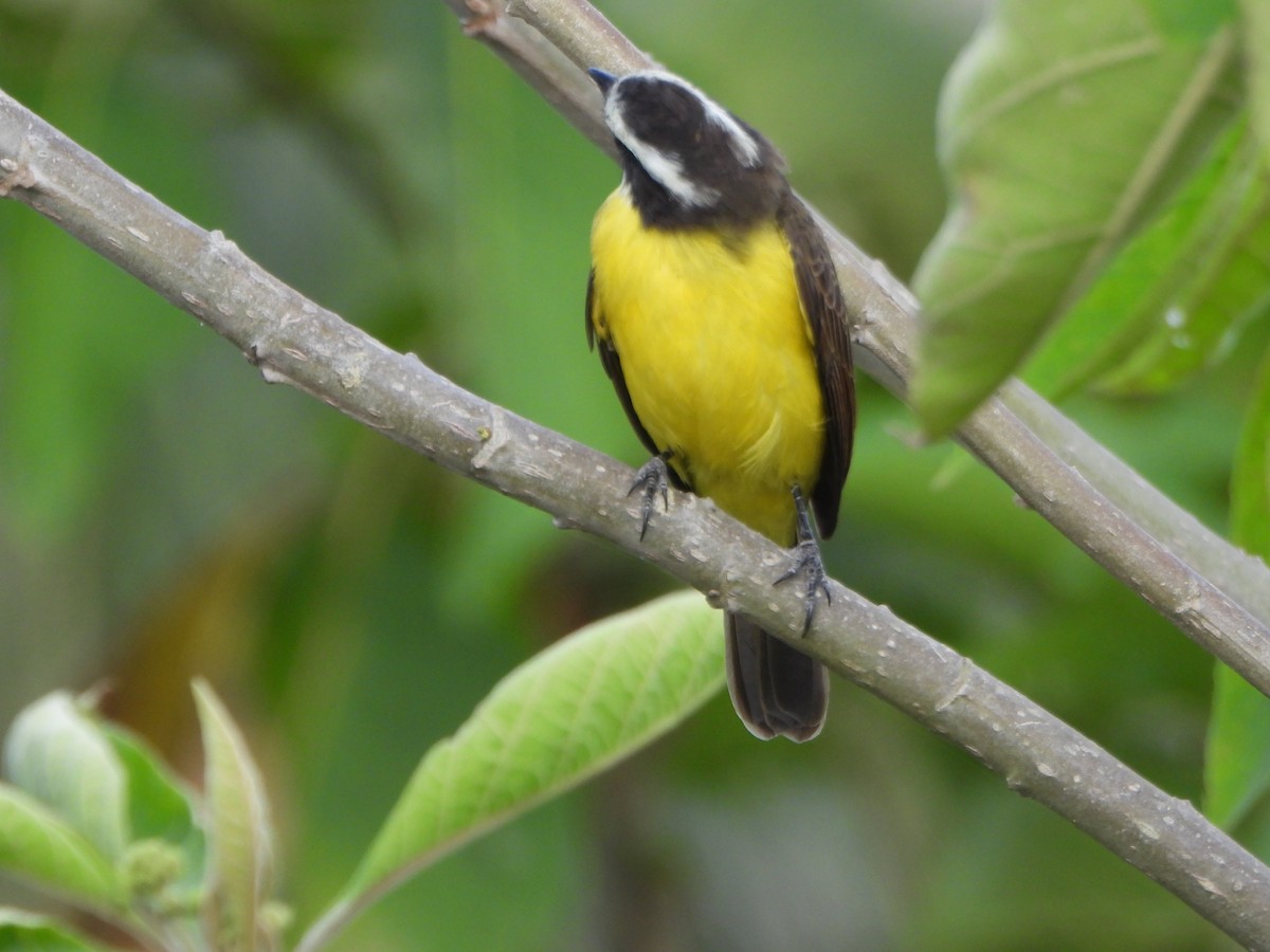 Rusty-margined Flycatcher - ML639705477