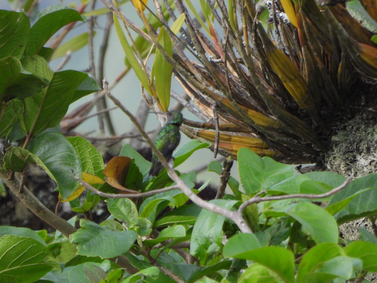 Steely-vented Hummingbird - ML639705484