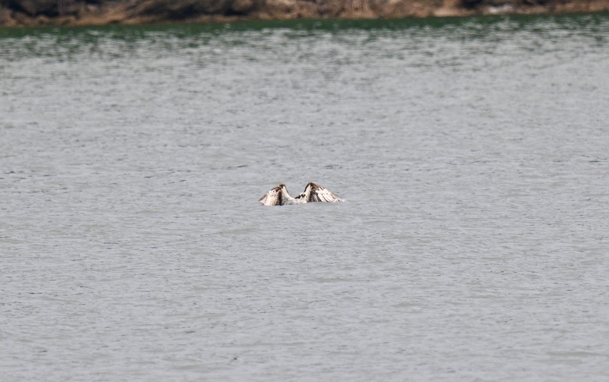 Osprey - ML639705494