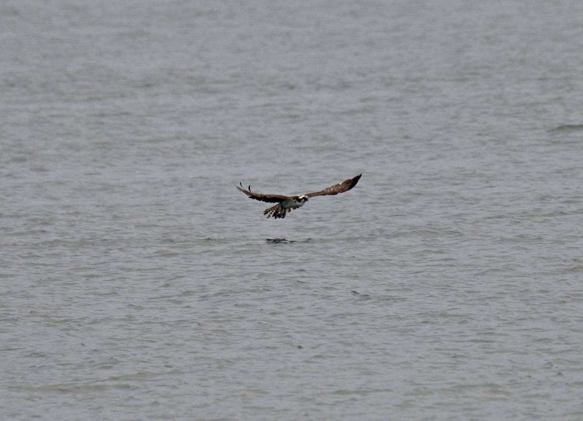 Osprey - ML639705497