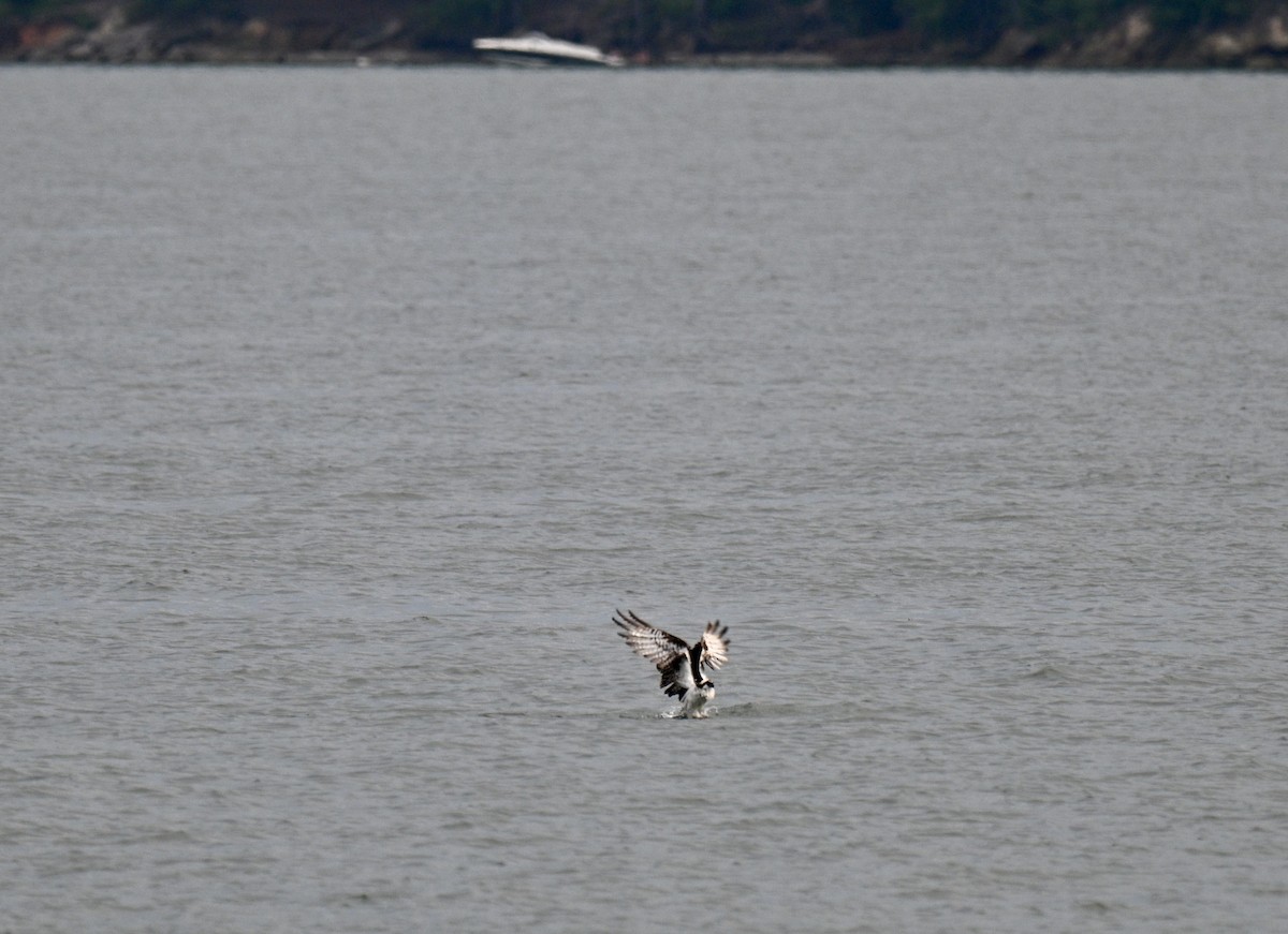 Osprey - ML639705498
