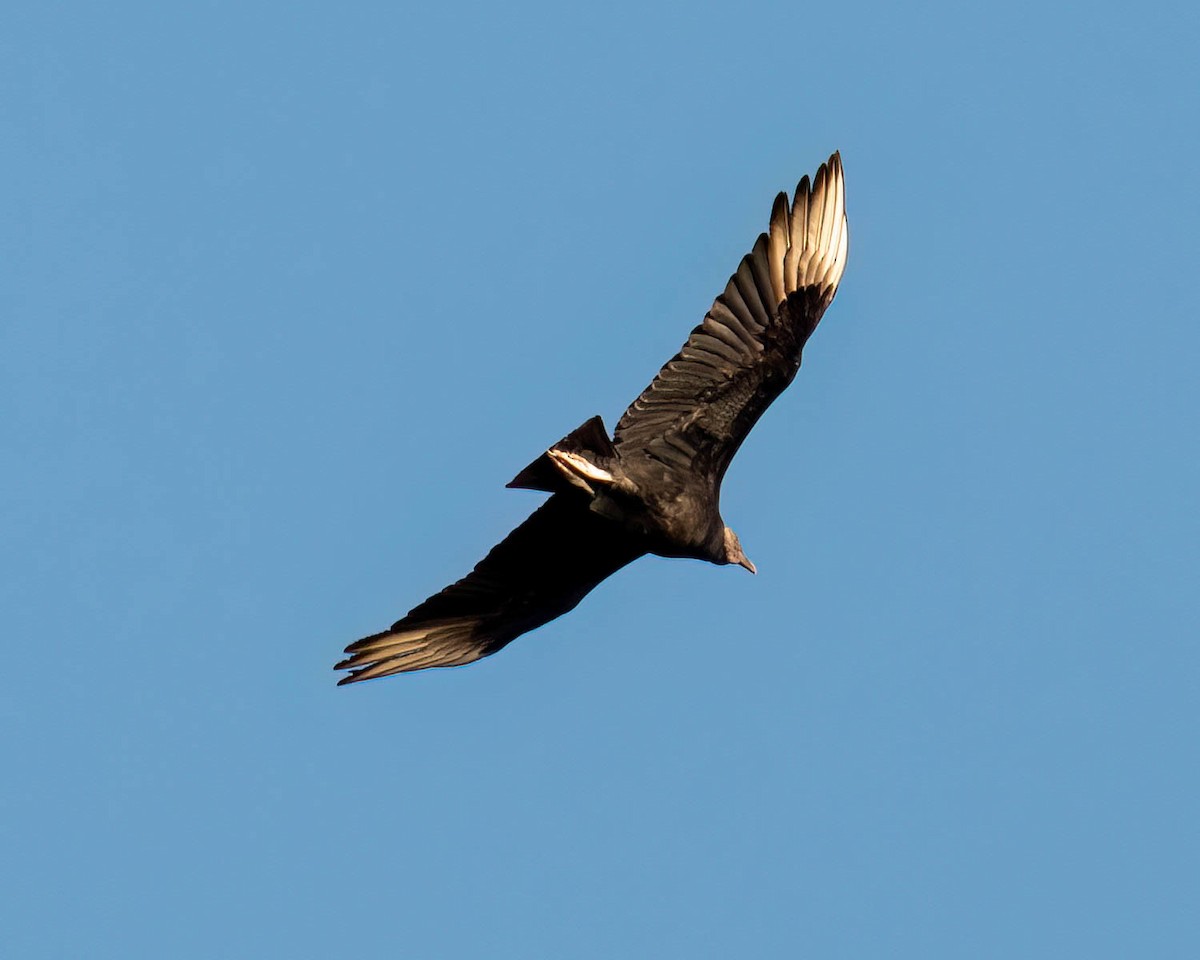 Black Vulture - ML639705505