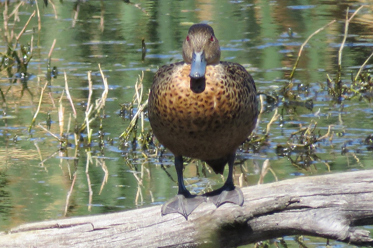 Chestnut Teal - ML639705506