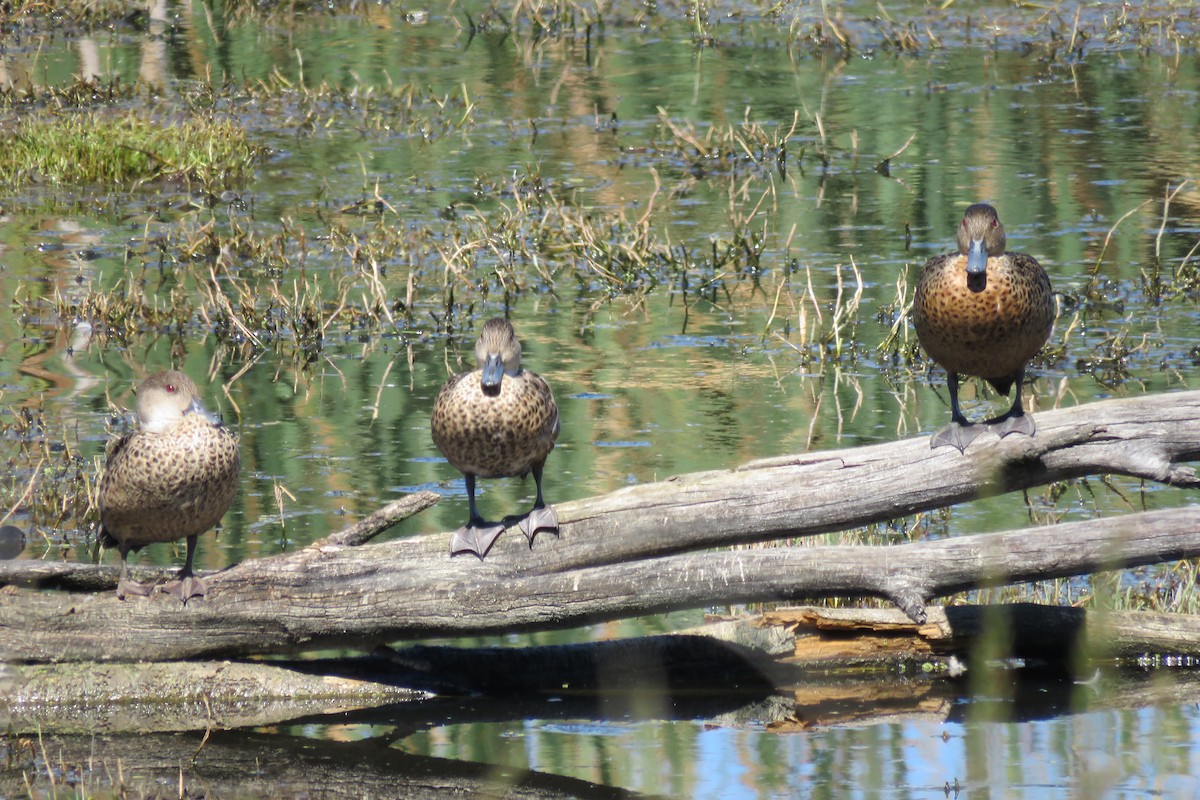 Chestnut Teal - ML639705507