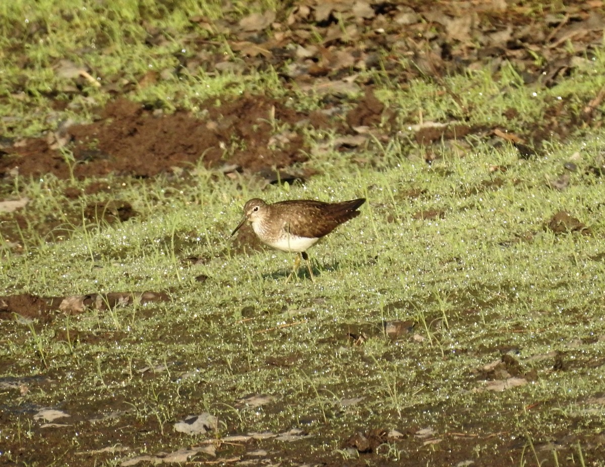 Solitary Sandpiper - ML639705508
