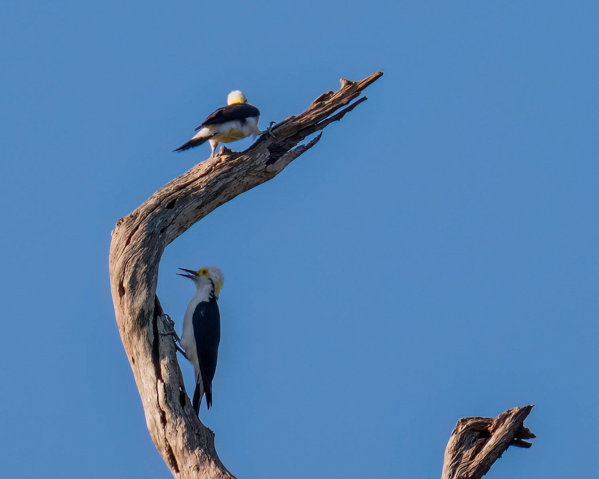 White Woodpecker - ML639705509