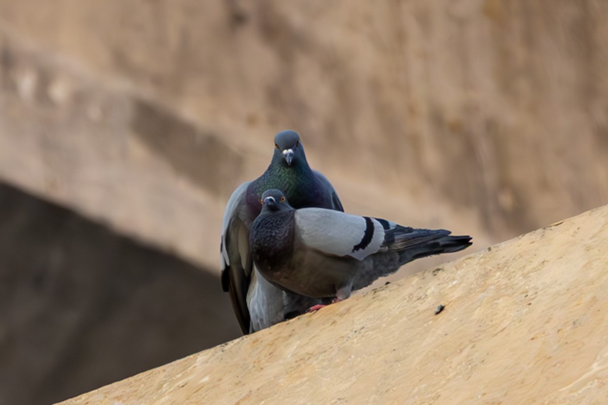 Rock Pigeon (Feral Pigeon) - ML639705510