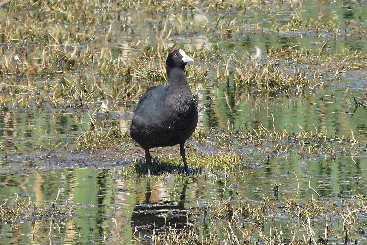 Eurasian Coot - ML639705511