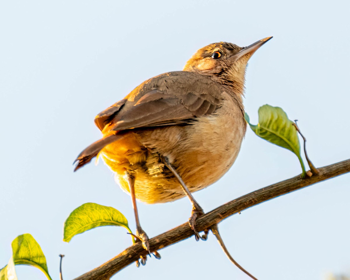 Rufous Hornero - ML639705515