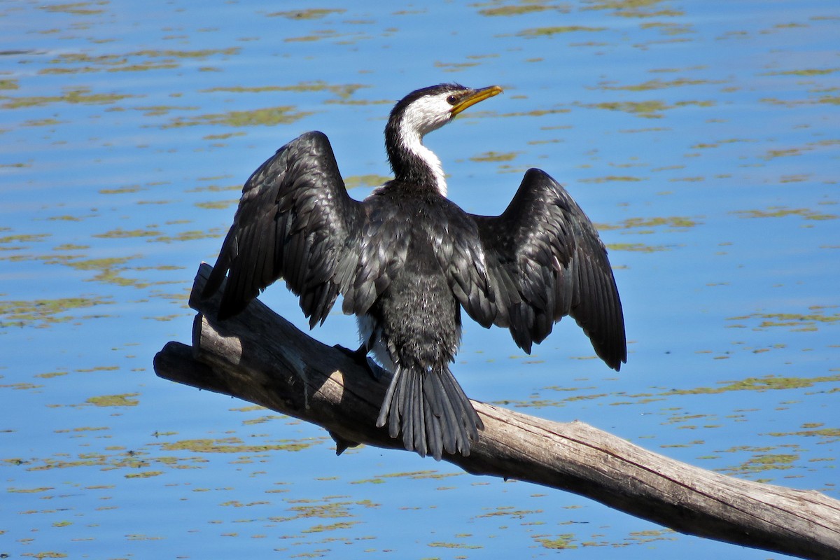Little Pied Cormorant - ML639705516