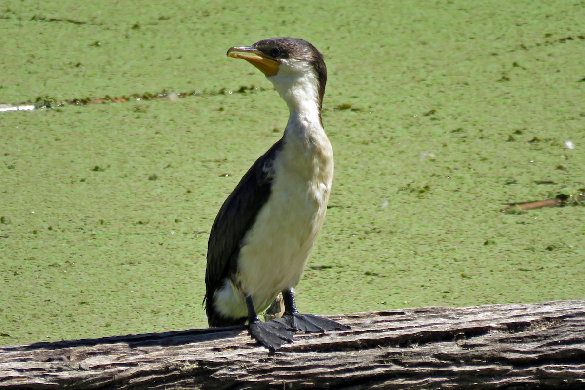 Little Pied Cormorant - ML639705517