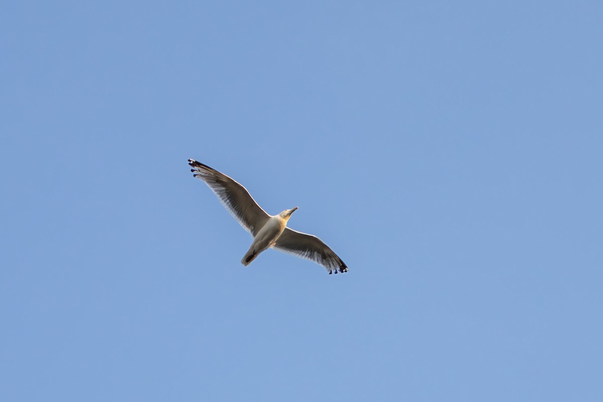 American Herring Gull - ML639705521