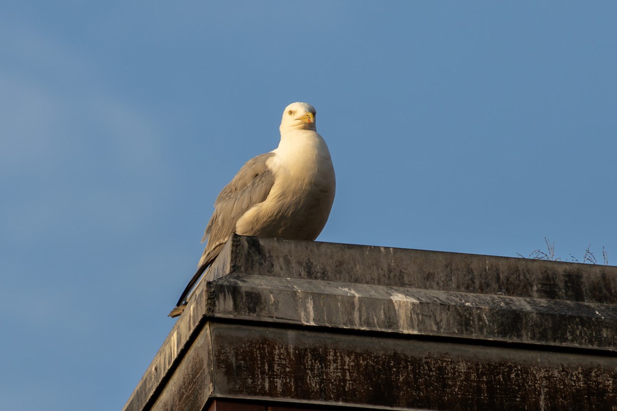 American Herring Gull - ML639705522