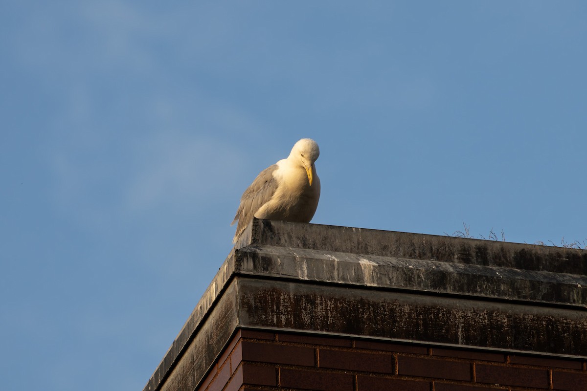 American Herring Gull - ML639705523