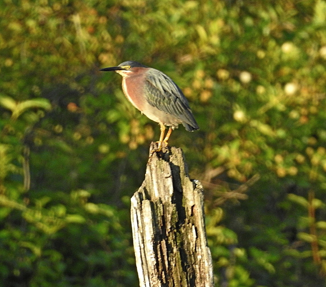 Green Heron - ML639705527