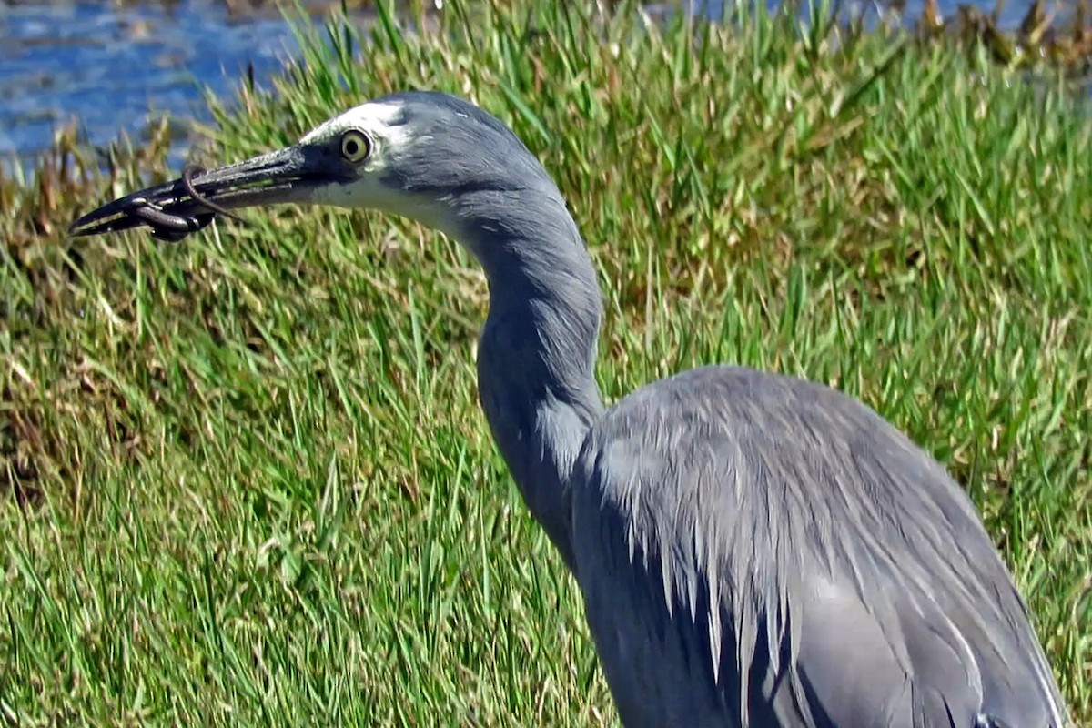 White-faced Heron - ML639705529