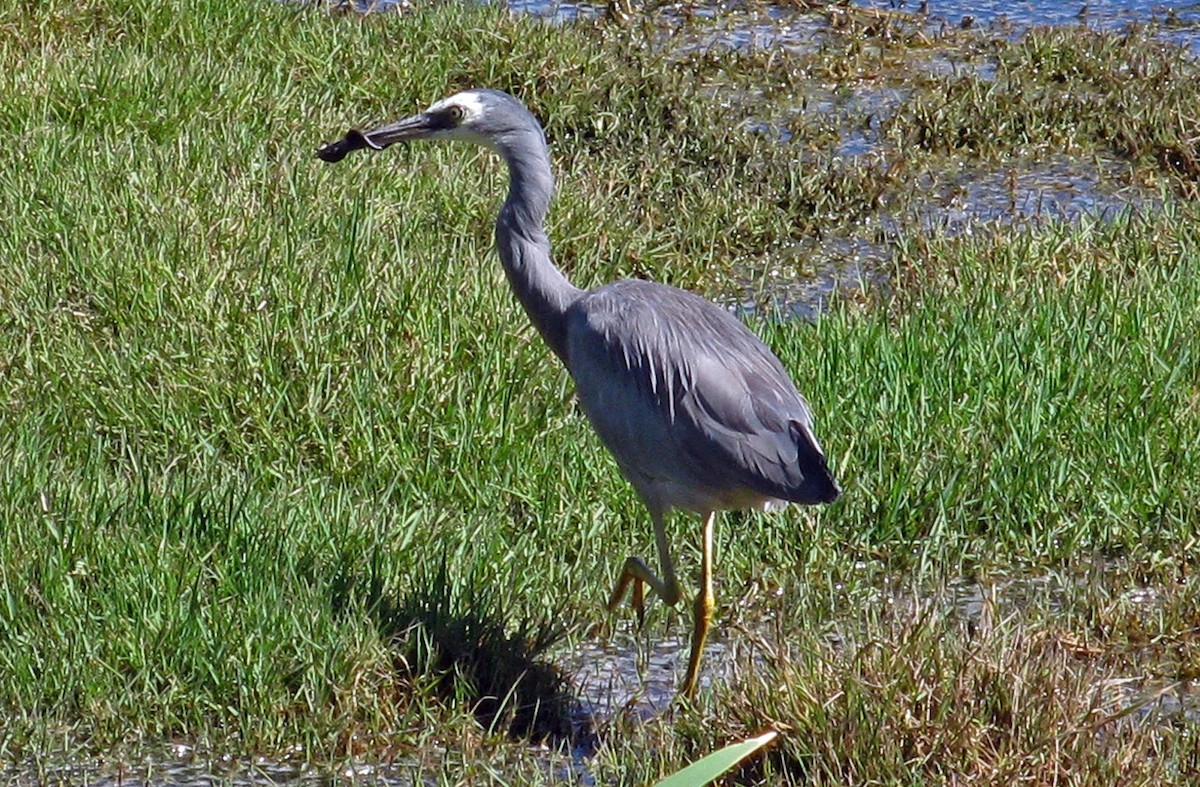 White-faced Heron - ML639705530