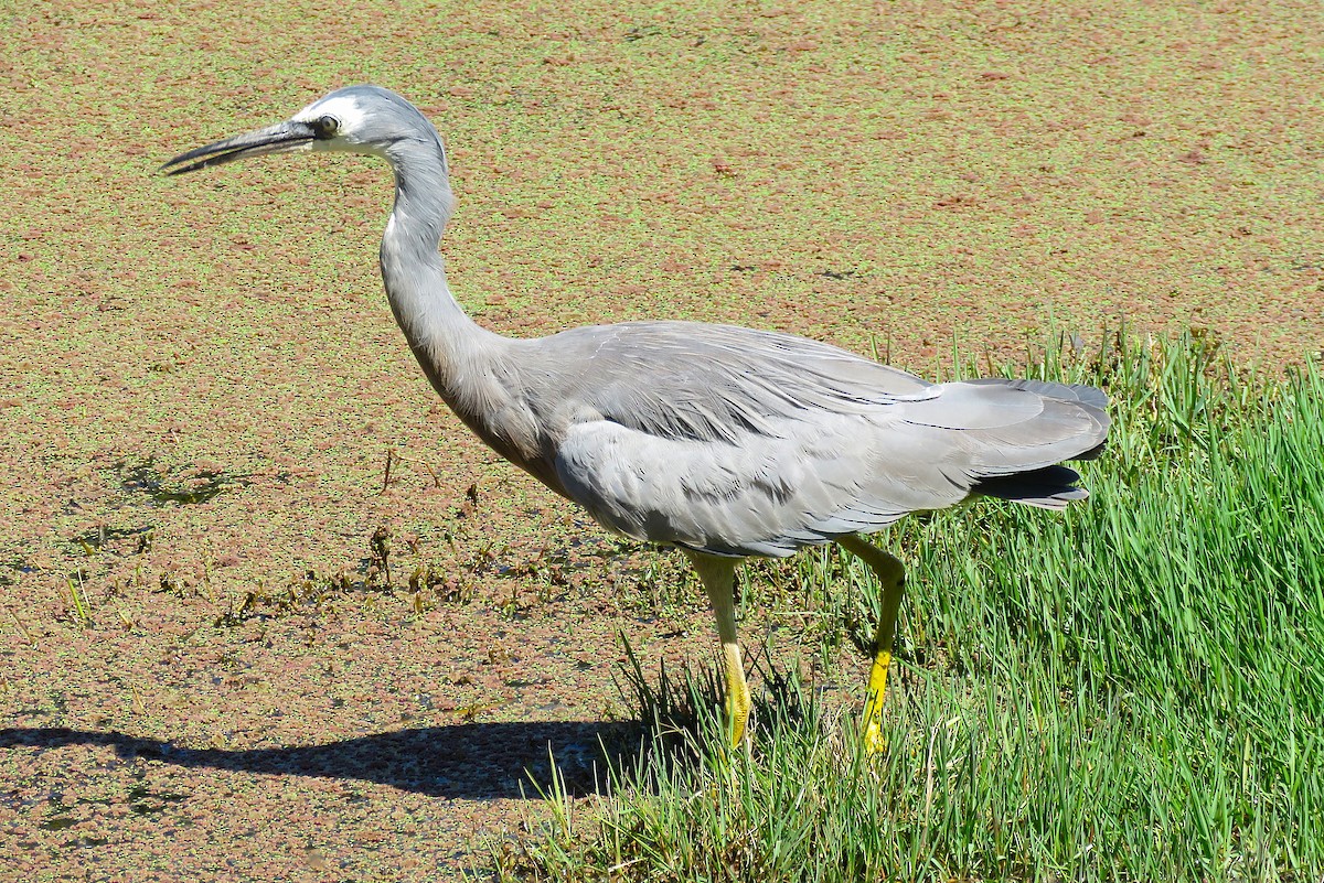 White-faced Heron - ML639705531