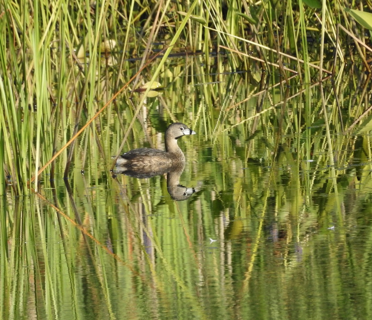 Pied-billed Grebe - ML639705539