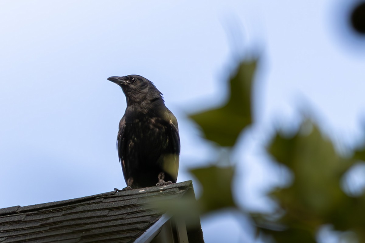 Fish Crow - ML639705540
