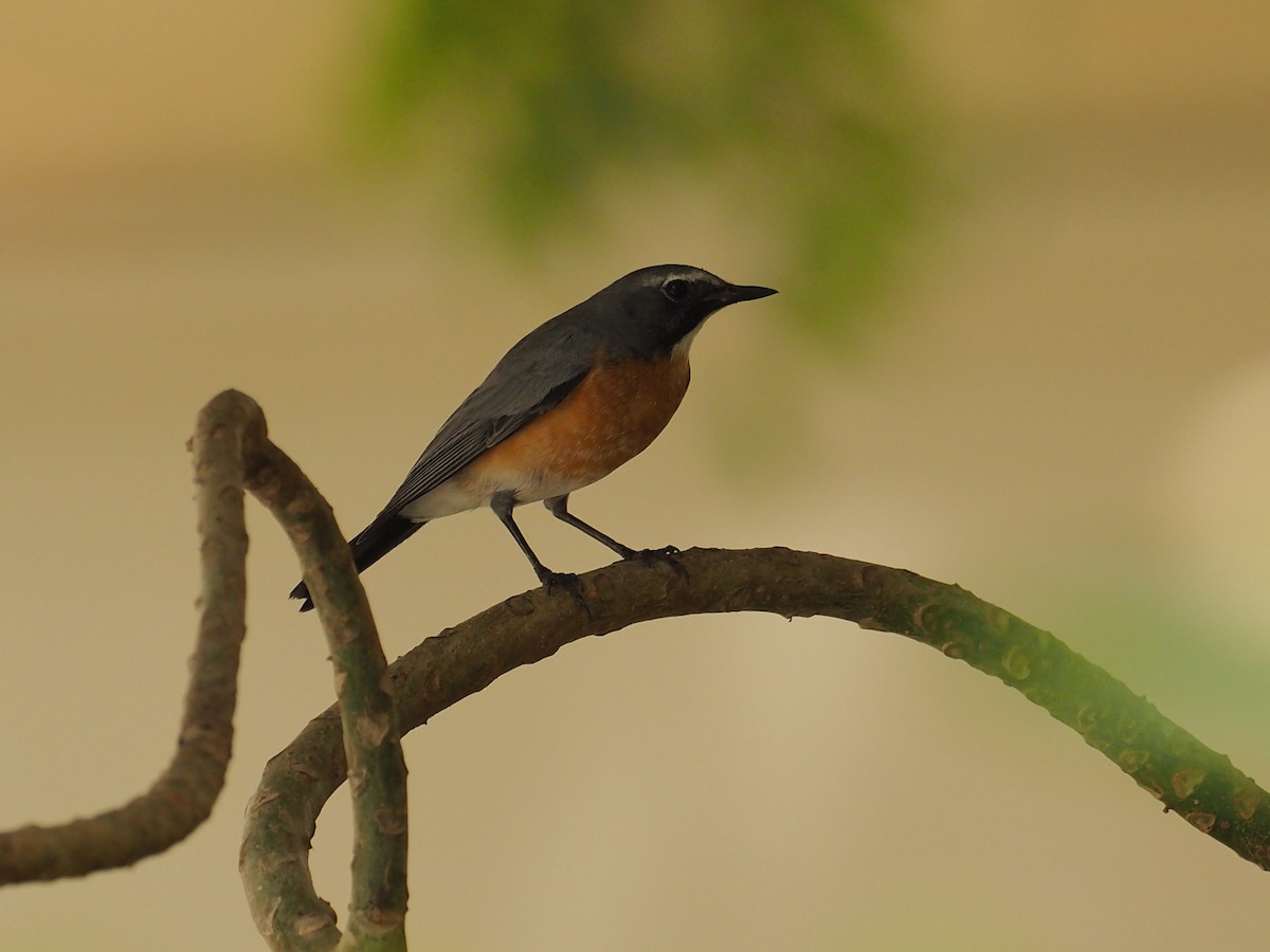 White-throated Robin - ML639705541