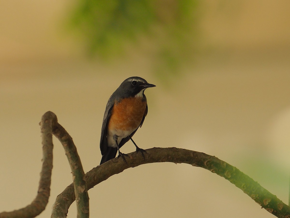 White-throated Robin - ML639705542