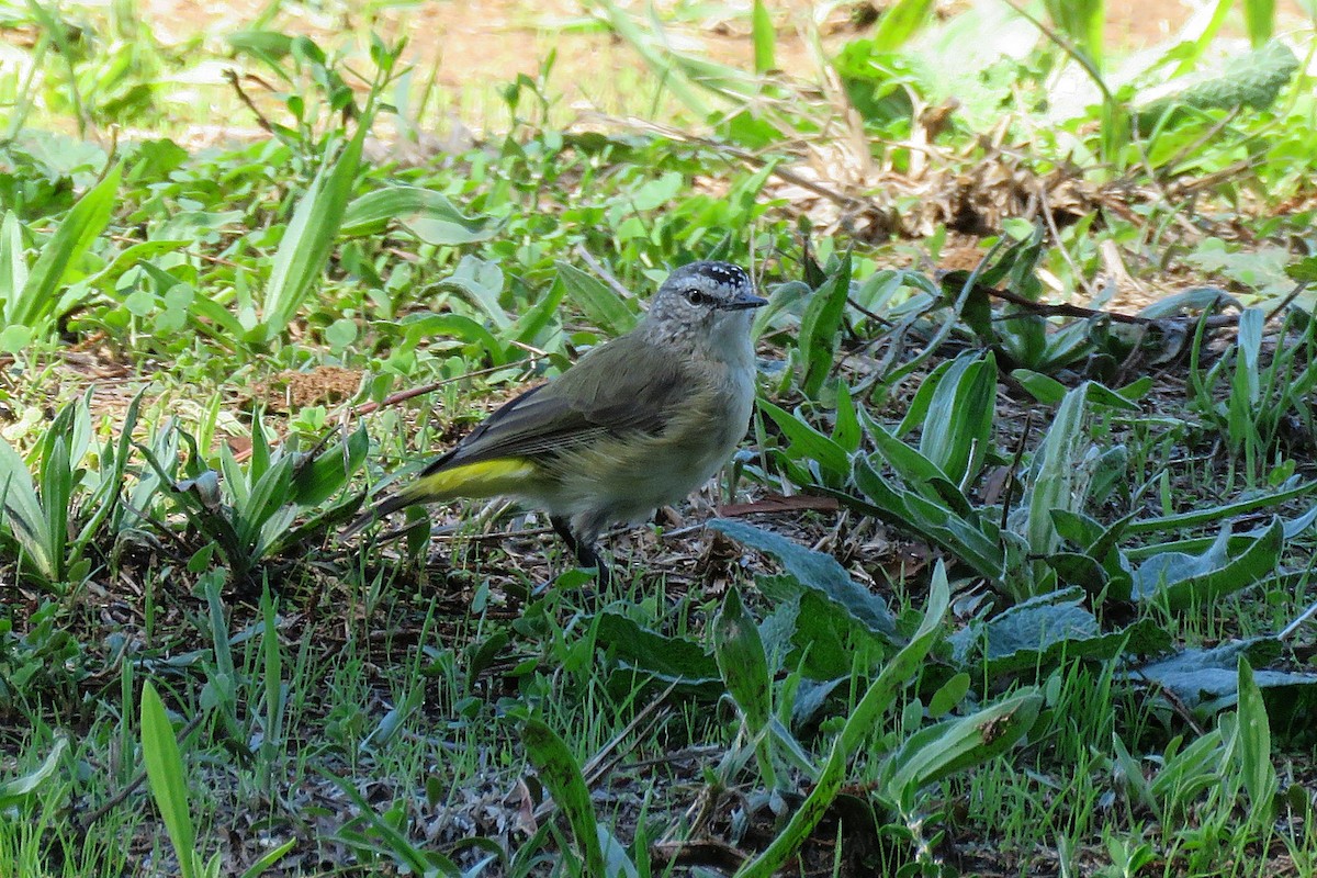 Yellow-rumped Thornbill - ML639705543