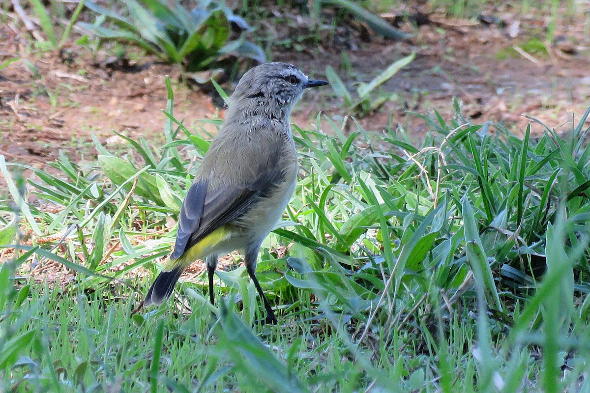 Yellow-rumped Thornbill - ML639705544