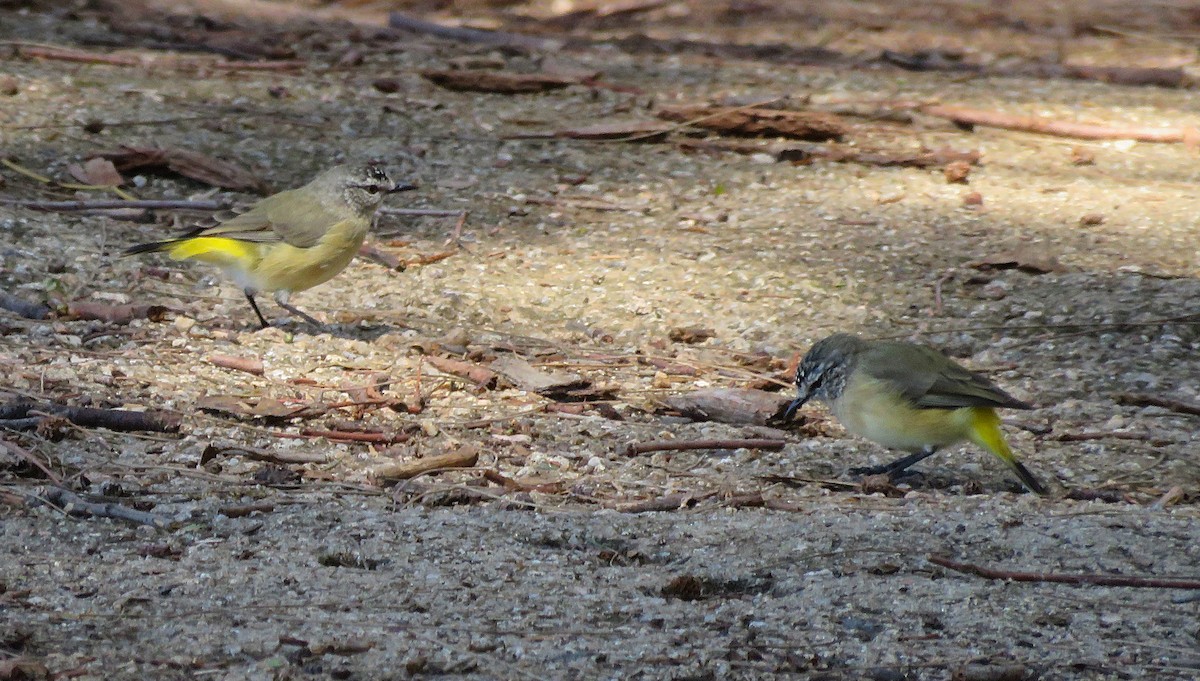 Yellow-rumped Thornbill - ML639705545