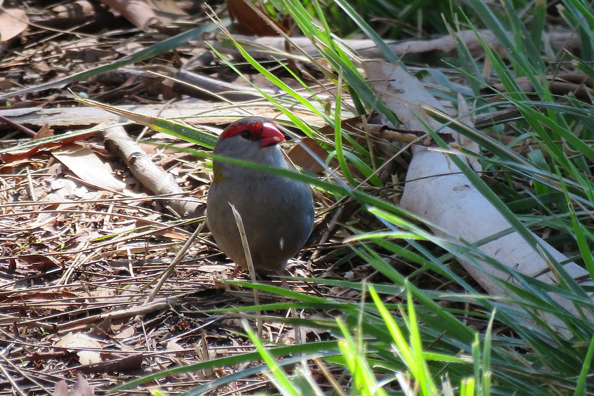 Red-browed Firetail - ML639705546