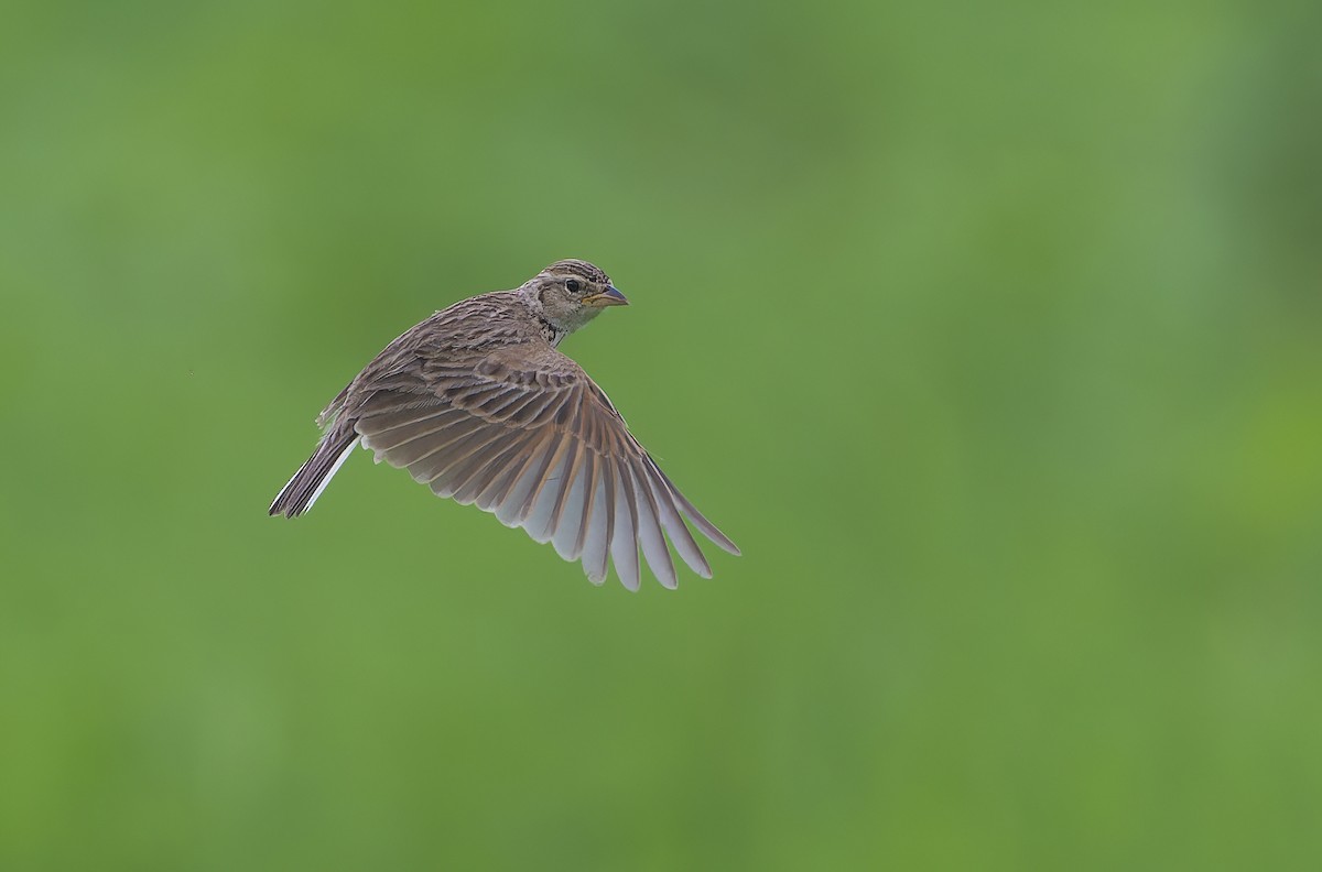 Singing Bushlark - ML639705549