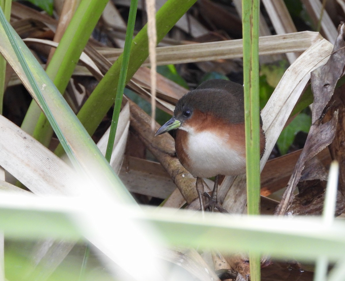 Rufous-sided Crake - ML639705551