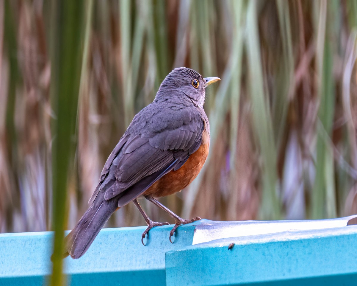 Rufous-bellied Thrush - ML639705552
