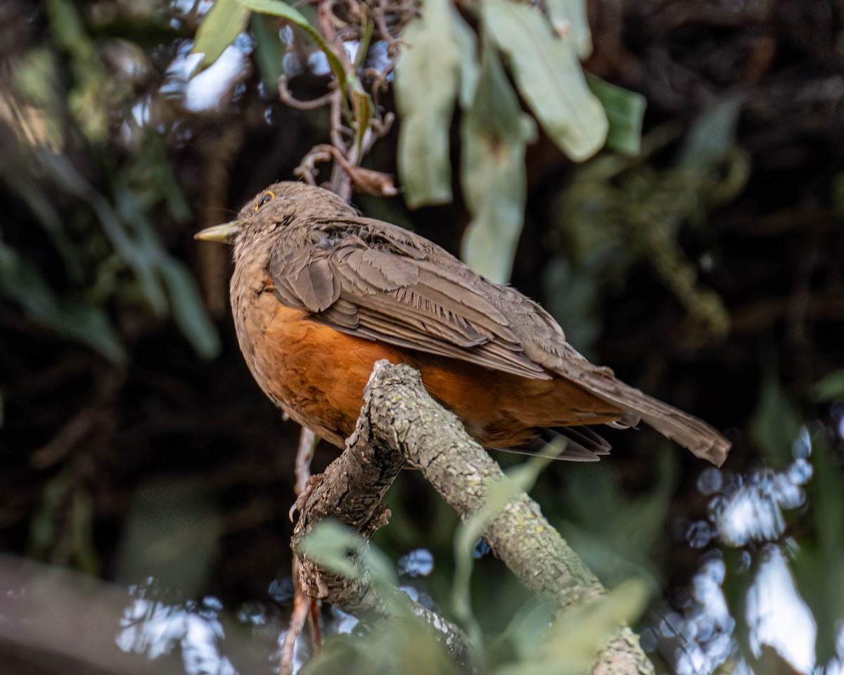 Rufous-bellied Thrush - ML639705553