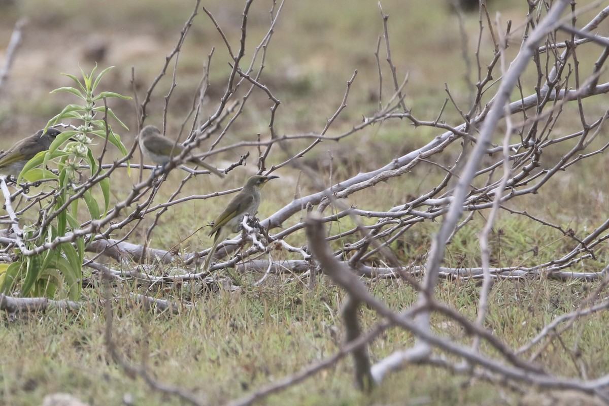 Brown Honeyeater - ML639705555