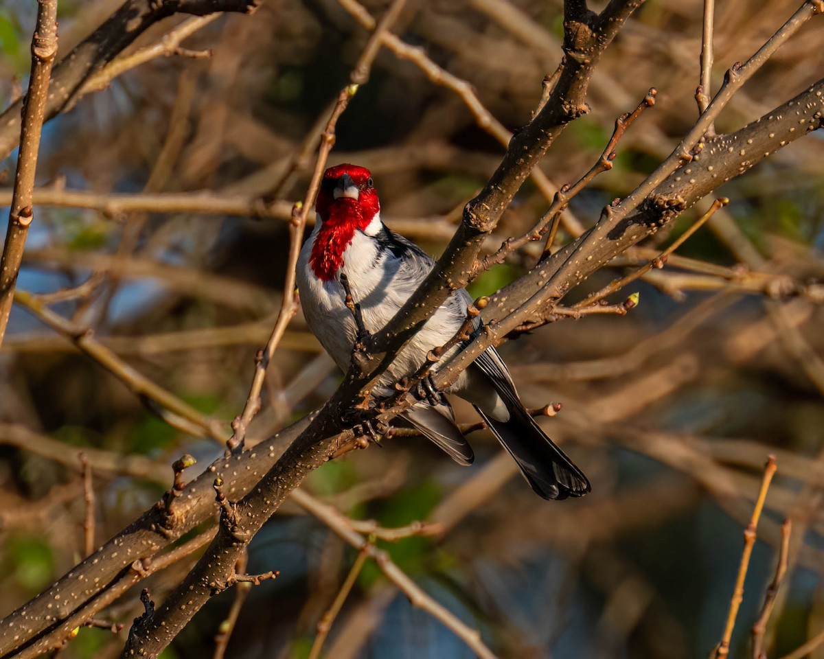 Red-cowled Cardinal - ML639705556