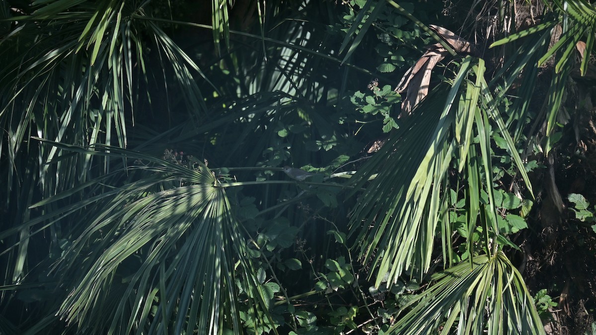 Eurasian Blackcap - ML639705557